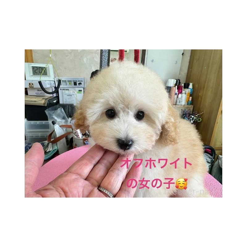 販売中の山梨県のタイニープードル-422918の4枚目