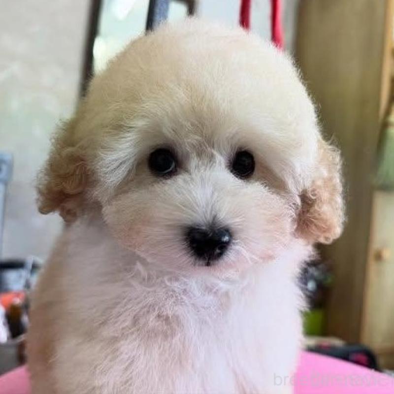 販売中の山梨県のタイニープードル-422918の3枚目