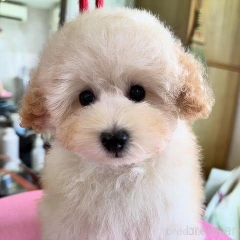 販売中の山梨県のタイニープードル-422918