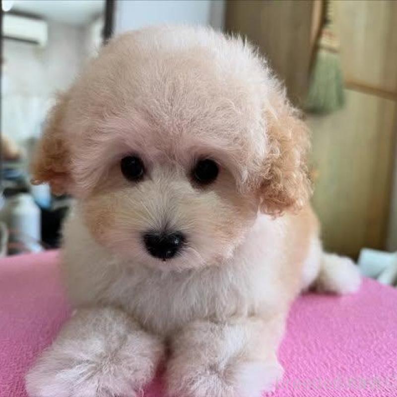 販売中の山梨県のタイニープードル-422918の2枚目