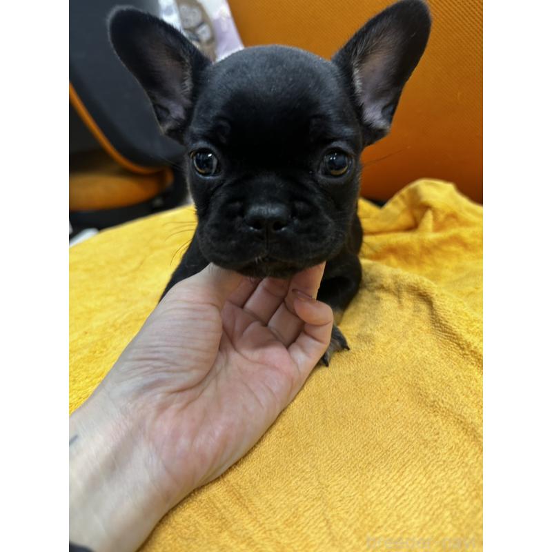 販売中の千葉県のフレンチブルドッグ-420547の10枚目