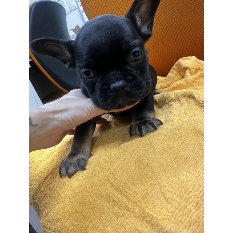 販売中の千葉県のフレンチブルドッグ-420547の9枚目