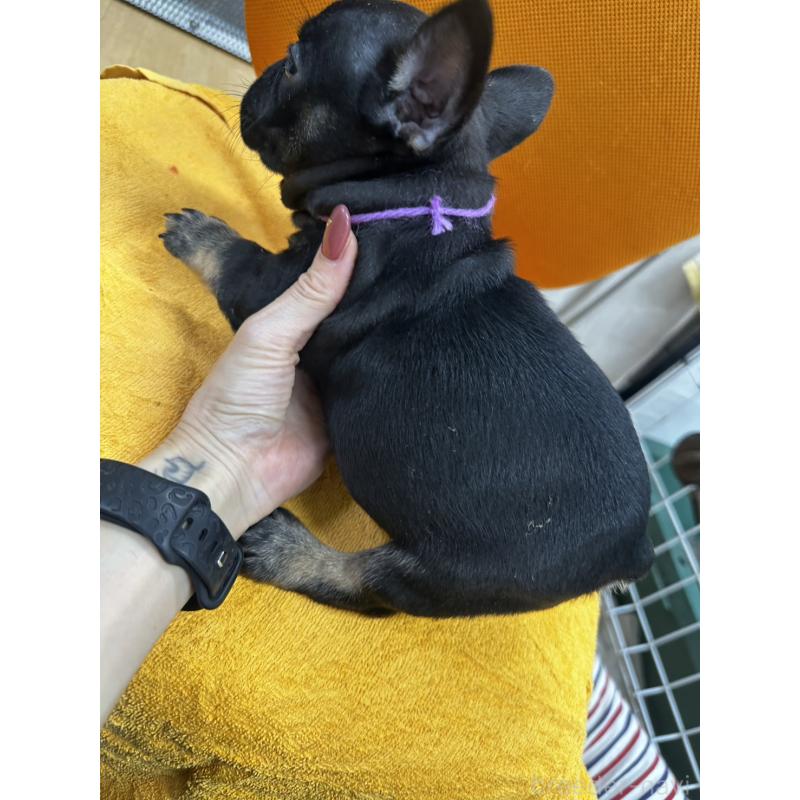 販売中の千葉県のフレンチブルドッグ-420547の8枚目