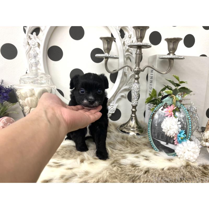 販売中の京都府のミックス犬-422921の6枚目