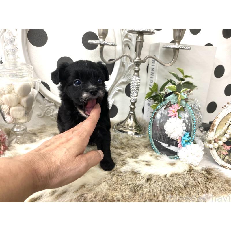 販売中の京都府のミックス犬-422921の5枚目