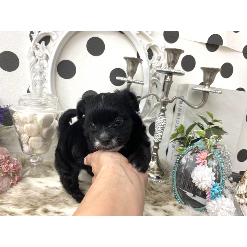 販売中の京都府のミックス犬-422921の4枚目