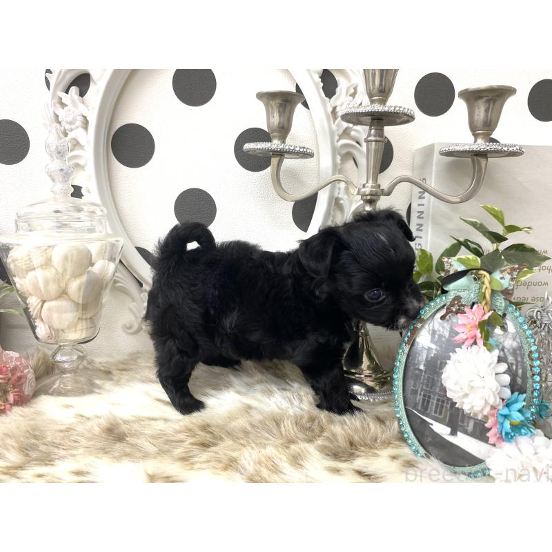 販売中の京都府のミックス犬-422921の3枚目