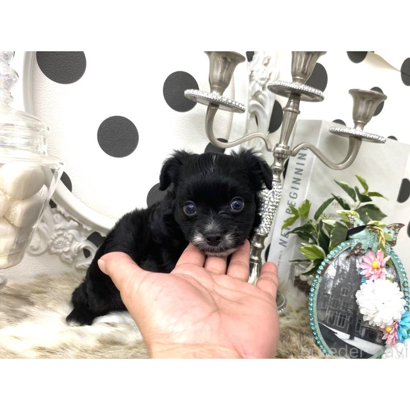 販売中の京都府のミックス犬-422921の2枚目