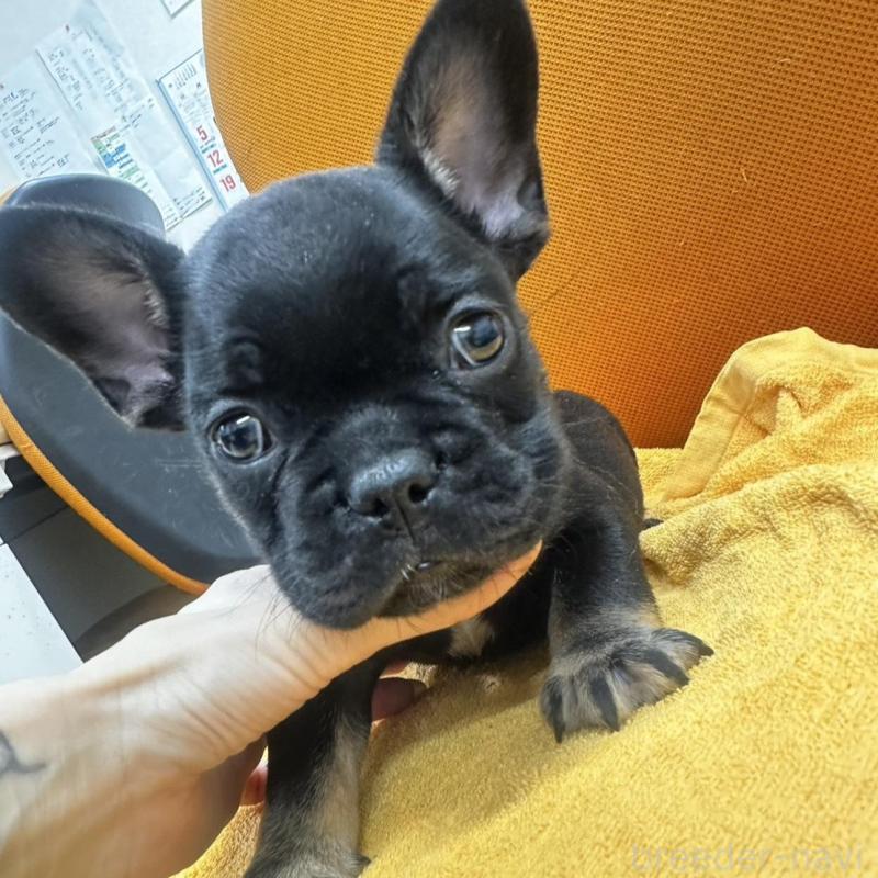 販売中の千葉県のフレンチブルドッグ-420547