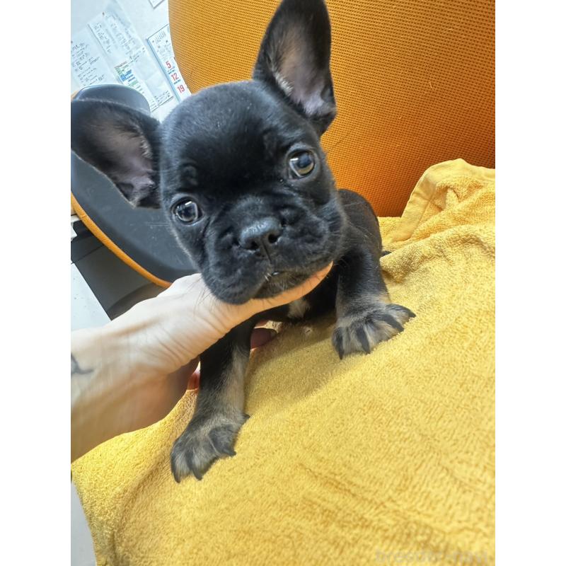 販売中の千葉県のフレンチブルドッグ-420547の5枚目