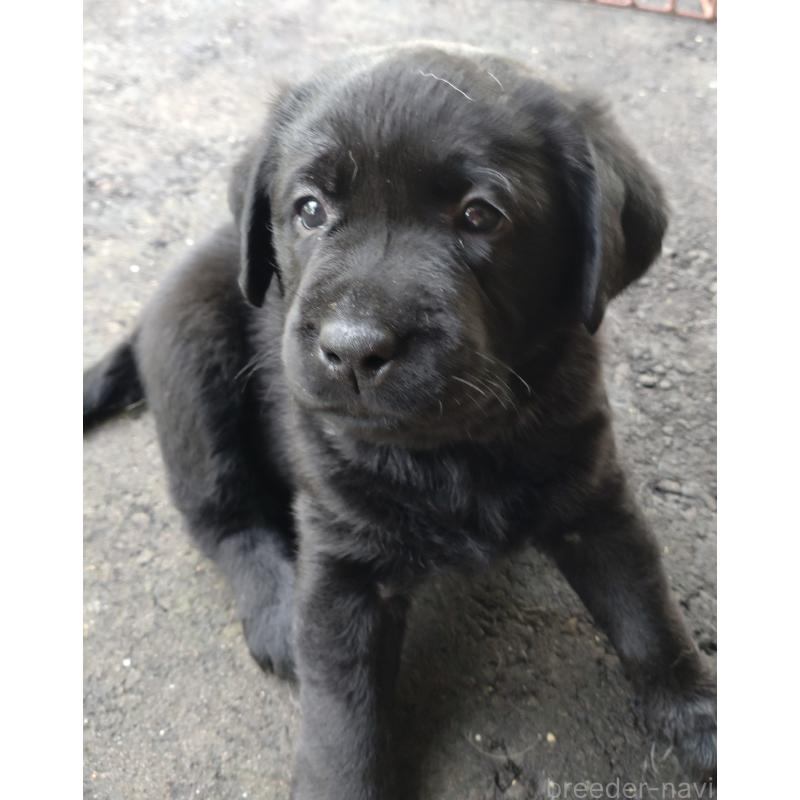 販売中の北海道のラブラドールレトリーバー-422923の3枚目