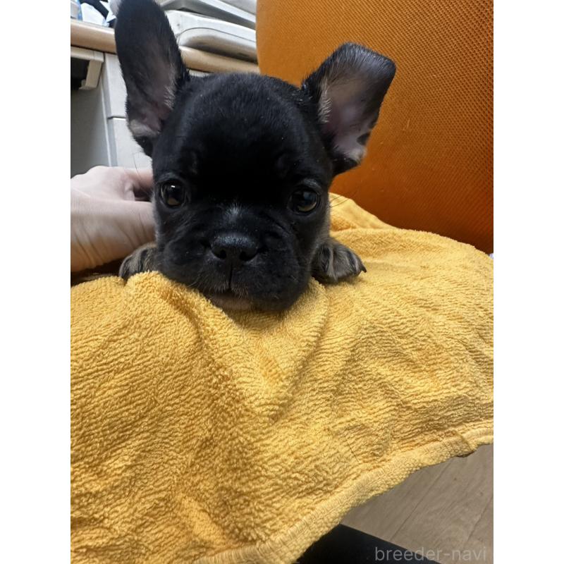 販売中の千葉県のフレンチブルドッグ-420546の10枚目