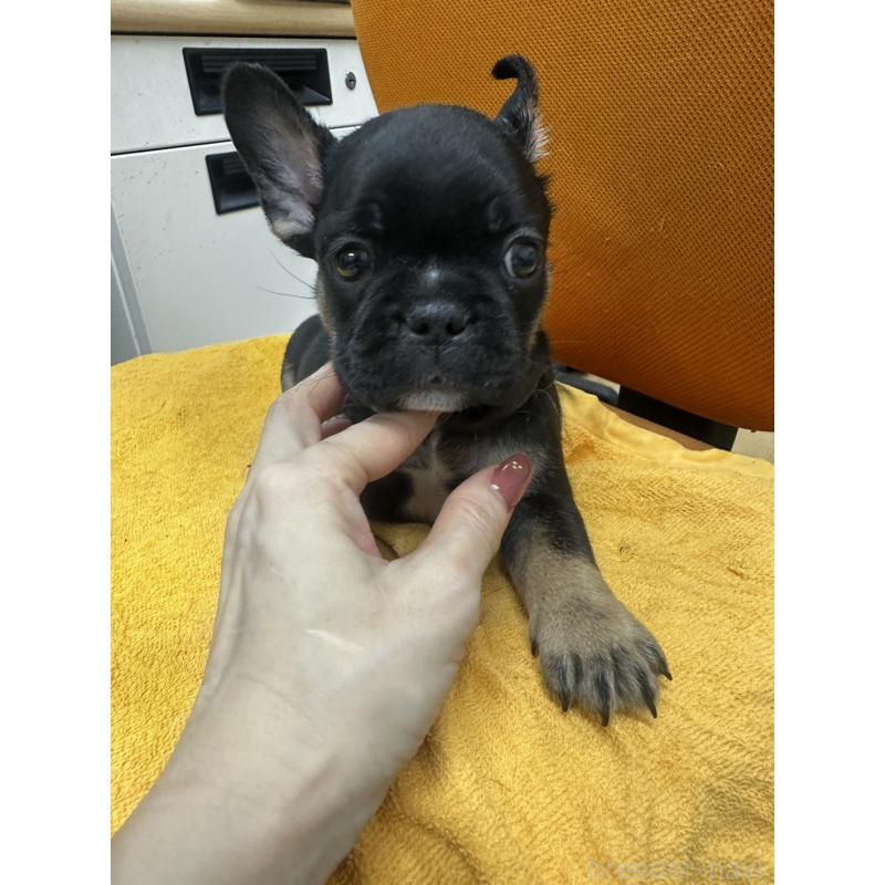 販売中の千葉県のフレンチブルドッグ-420546の9枚目