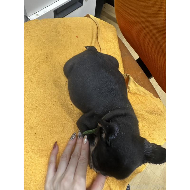 販売中の千葉県のフレンチブルドッグ-420546の8枚目