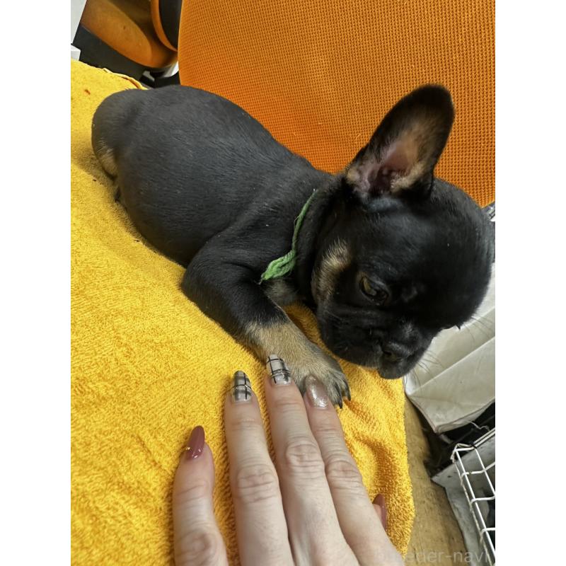 販売中の千葉県のフレンチブルドッグ-420546の7枚目