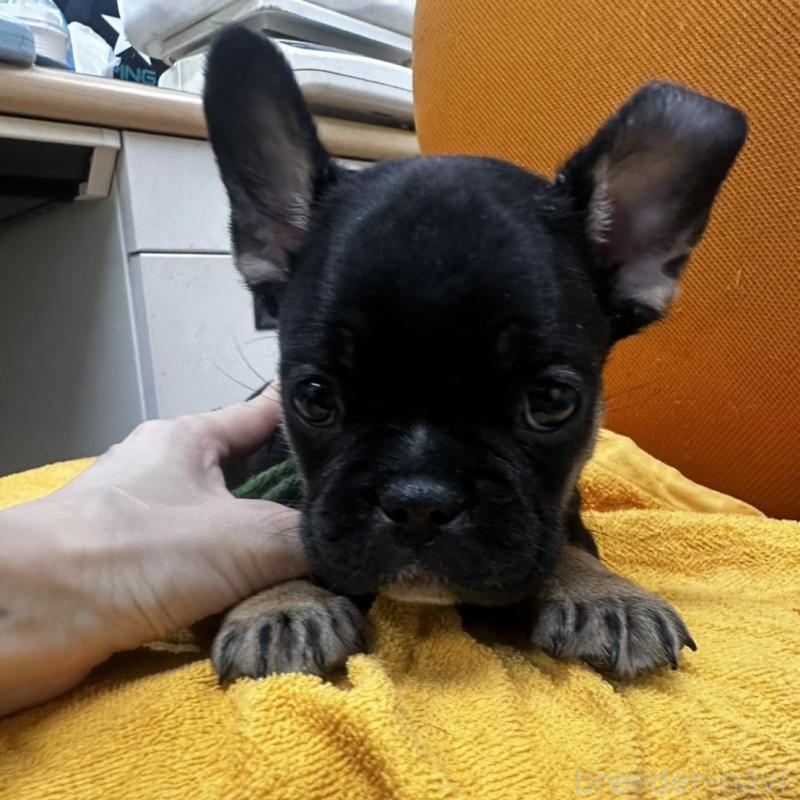 販売中の千葉県のフレンチブルドッグ-420546