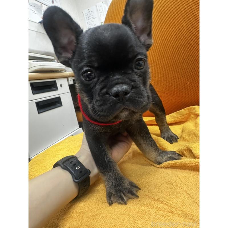 販売中の千葉県のフレンチブルドッグ-420544の11枚目