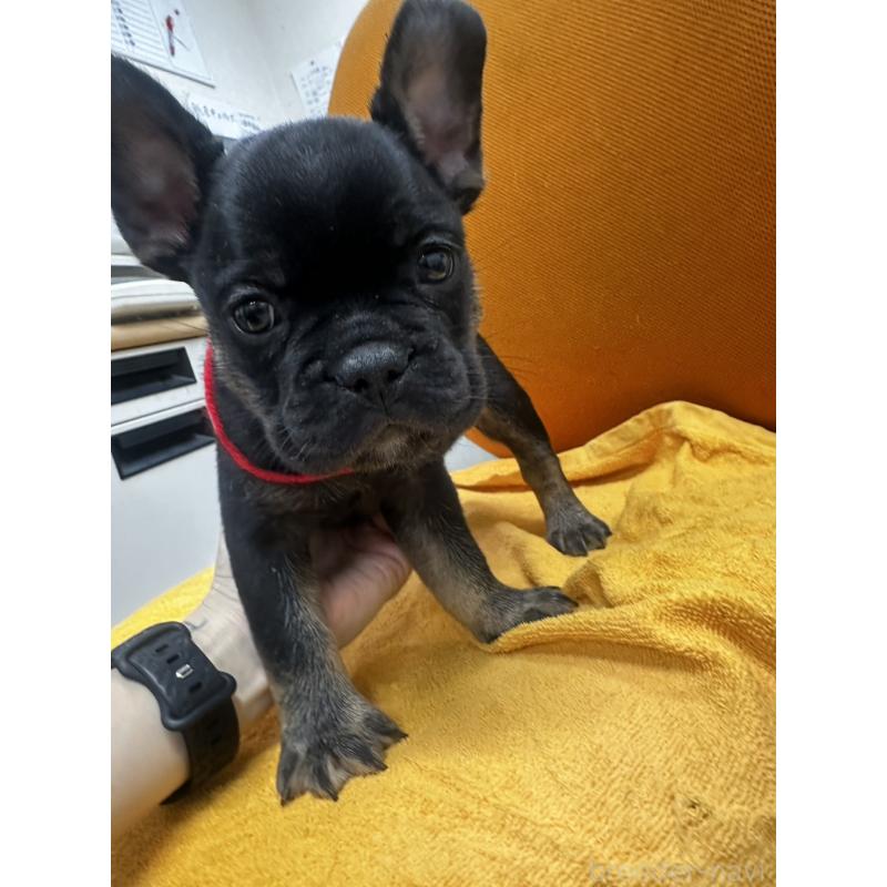 販売中の千葉県のフレンチブルドッグ-420544の10枚目