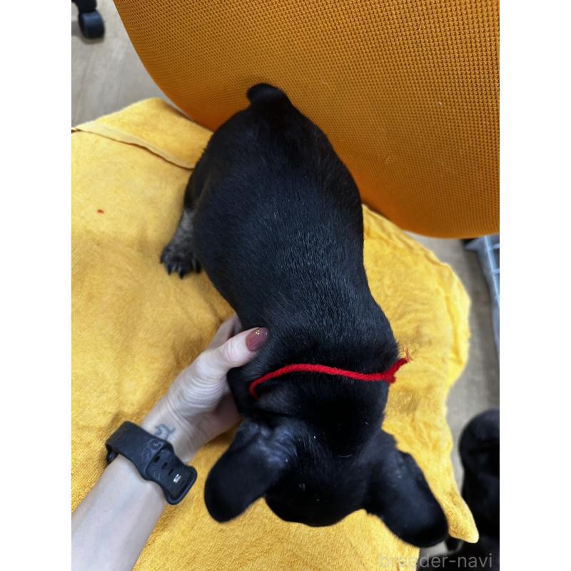 販売中の千葉県のフレンチブルドッグ-420544の8枚目