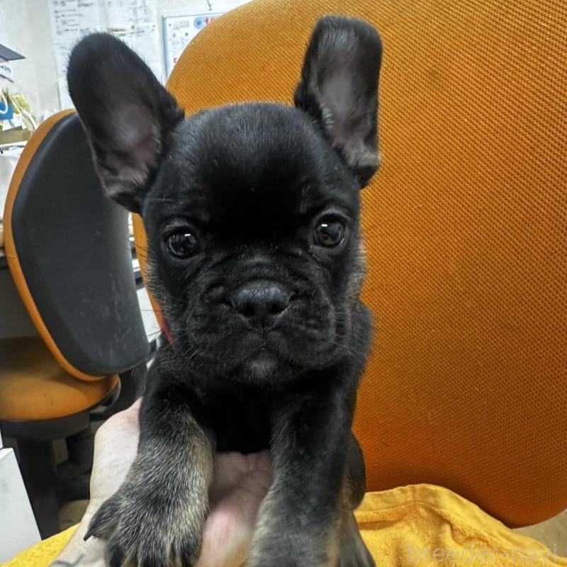 販売中の千葉県のフレンチブルドッグ-420544の7枚目
