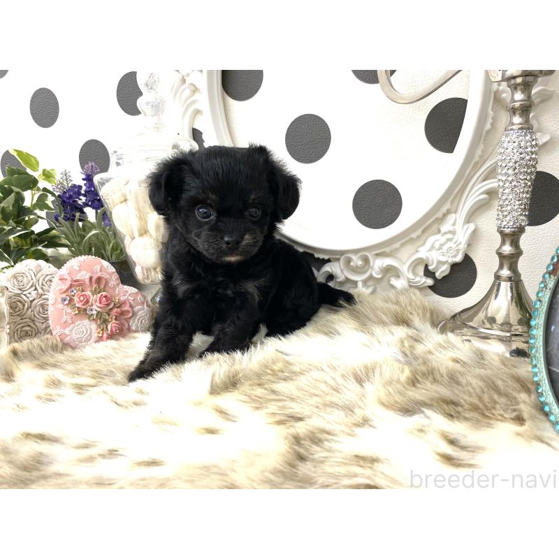 販売中の京都府のミックス犬-422925の6枚目