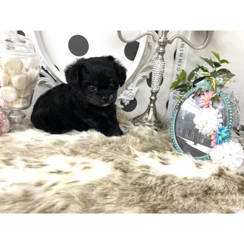 販売中の京都府のミックス犬-422925の5枚目