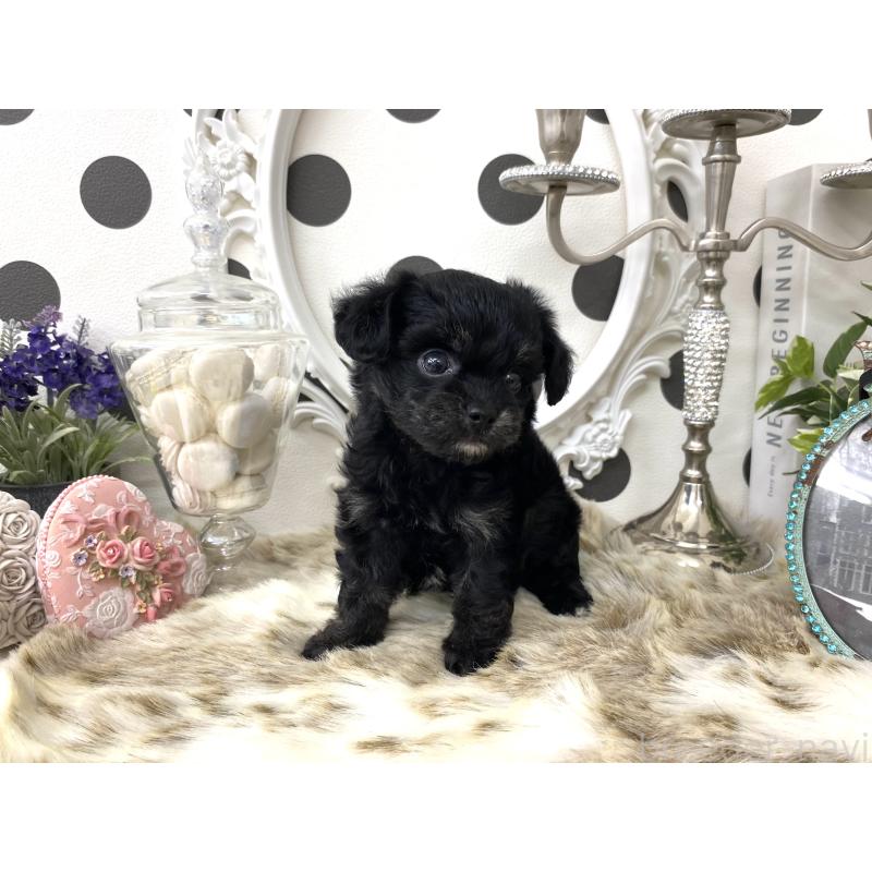 販売中の京都府のミックス犬-422925の4枚目