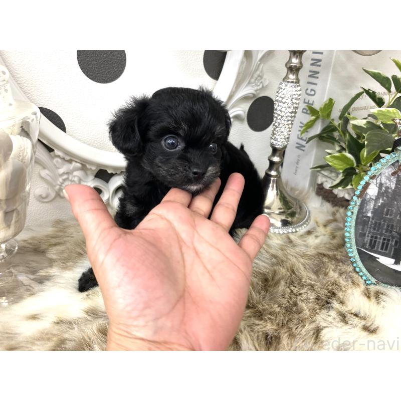 販売中の京都府のミックス犬-422925の3枚目