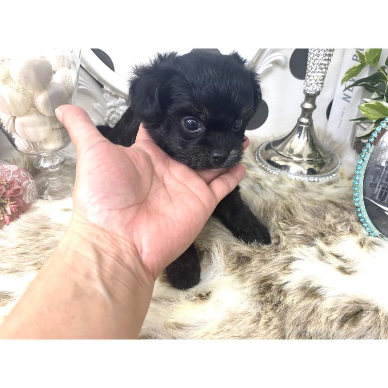 販売中の京都府のミックス犬-422925の2枚目