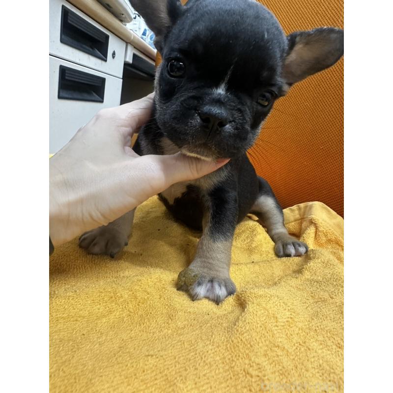 販売中の千葉県のフレンチブルドッグ-420542の10枚目