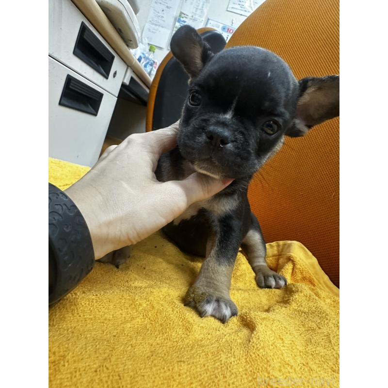 販売中の千葉県のフレンチブルドッグ-420542の9枚目