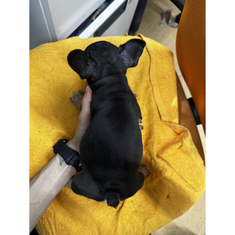 販売中の千葉県のフレンチブルドッグ-420542の8枚目