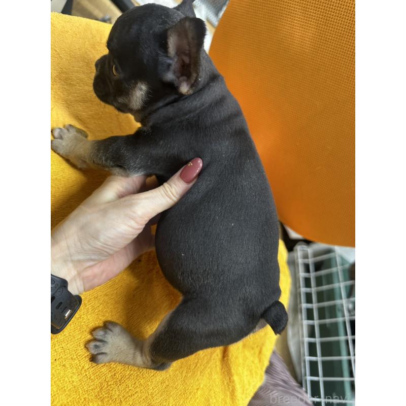 販売中の千葉県のフレンチブルドッグ-420542の7枚目