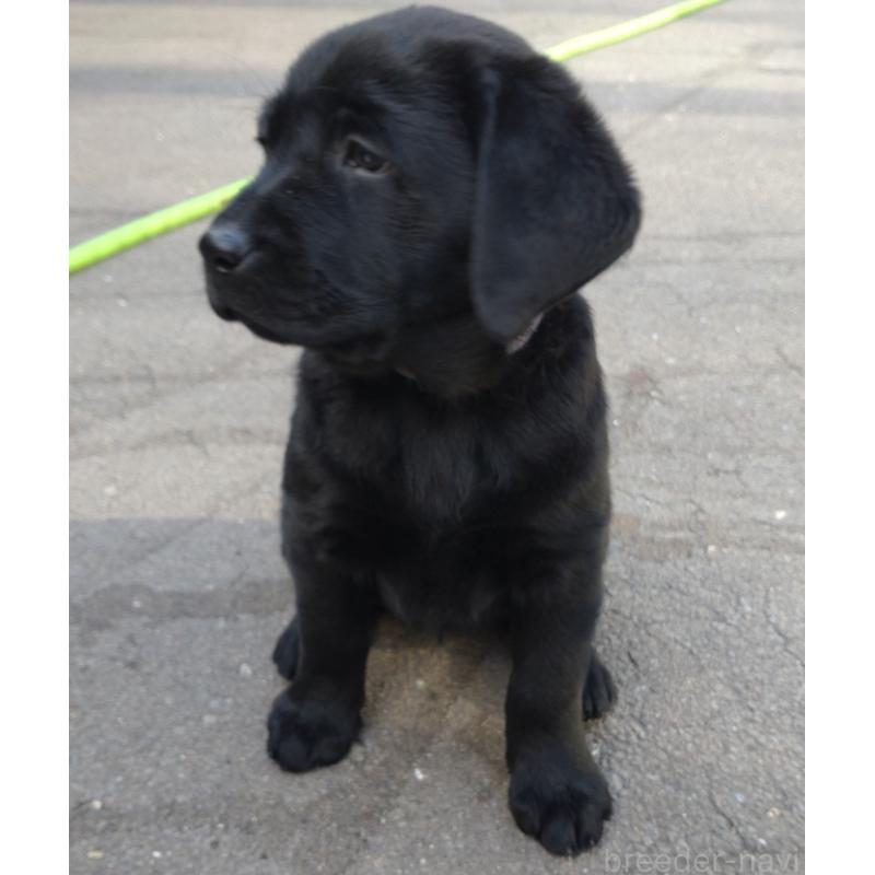 販売中の北海道のラブラドールレトリーバー-422928の5枚目