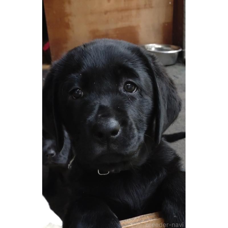 販売中の北海道のラブラドールレトリーバー-422928の3枚目