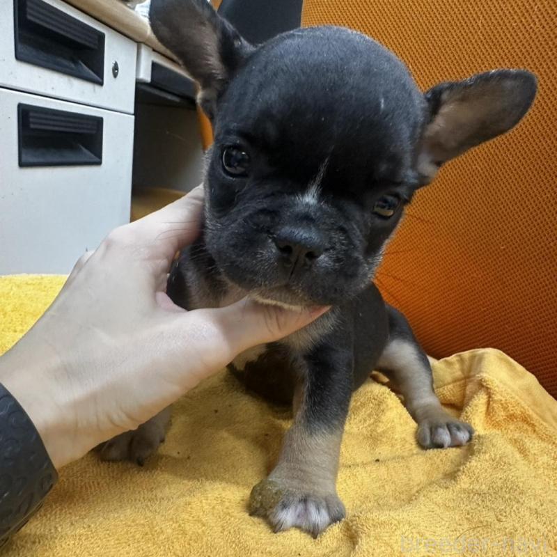 販売中の千葉県のフレンチブルドッグ-420542