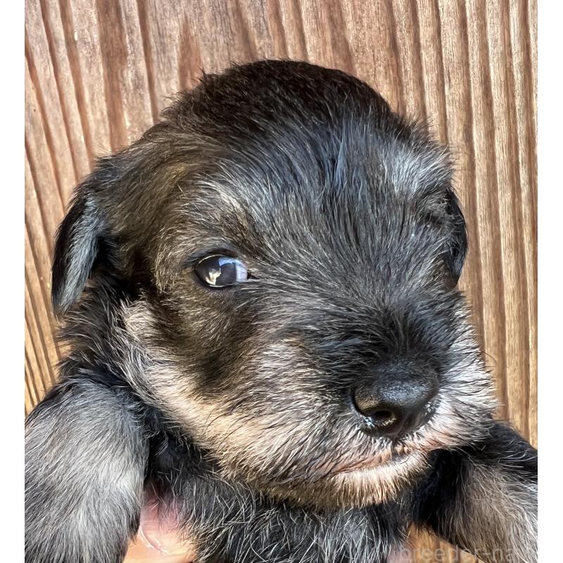 販売中の三重県のミニチュアシュナウザー-422914の4枚目