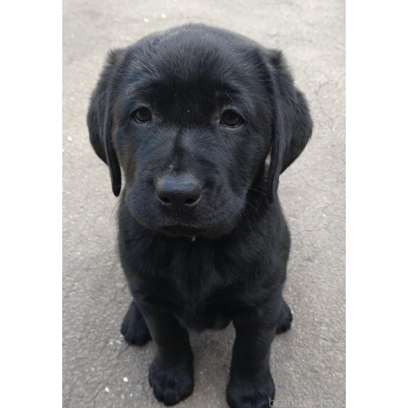 販売中の北海道のラブラドールレトリーバー-422928の2枚目