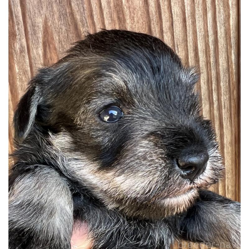 販売中の三重県のミニチュアシュナウザー-422914の3枚目