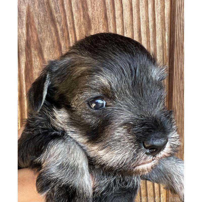 販売中の三重県のミニチュアシュナウザー-422914の2枚目