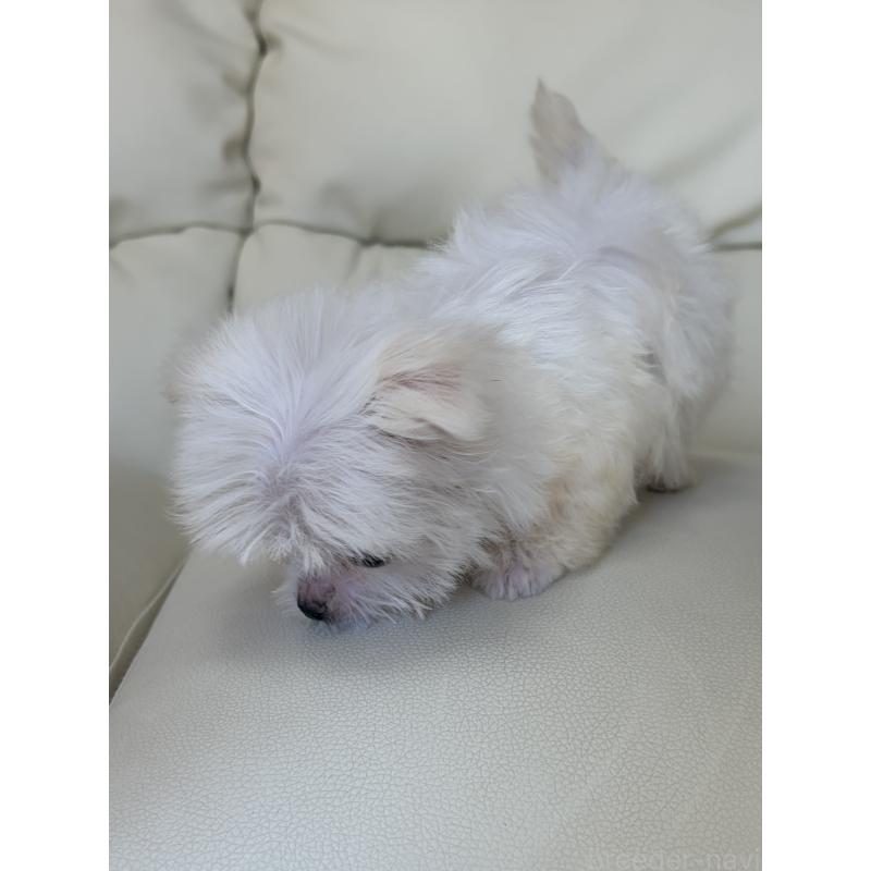 成約済の滋賀県のマルチーズ-422606の6枚目