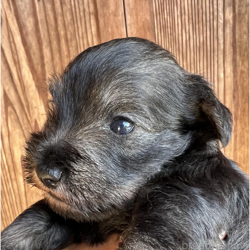 販売中の三重県のミニチュアシュナウザー-422916の7枚目