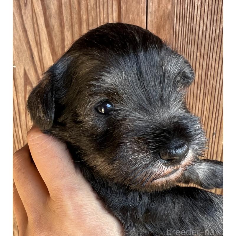 販売中の三重県のミニチュアシュナウザー-422916の6枚目