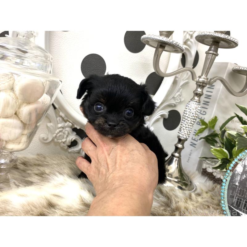 販売中の京都府のミックス犬-422929の6枚目