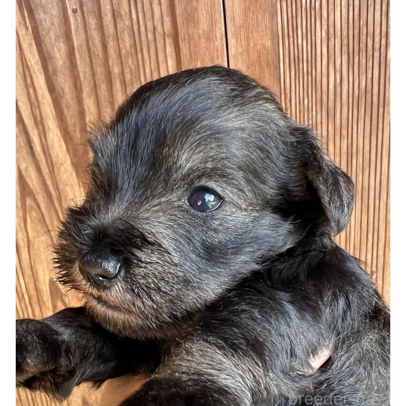 販売中の三重県のミニチュアシュナウザー-422916の5枚目