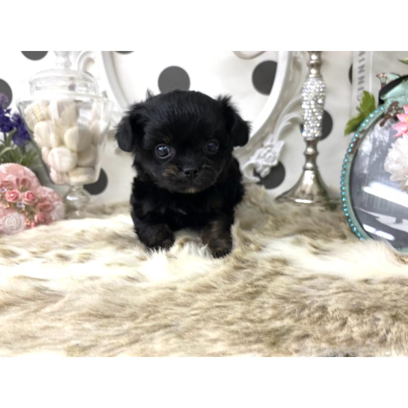 販売中の京都府のミックス犬-422929の5枚目