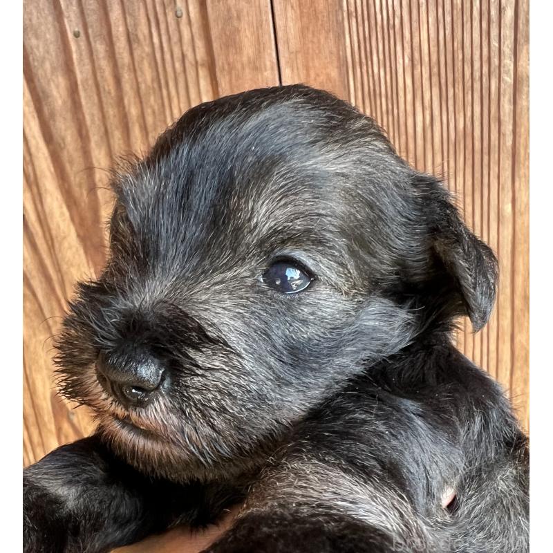 販売中の三重県のミニチュアシュナウザー-422916の4枚目