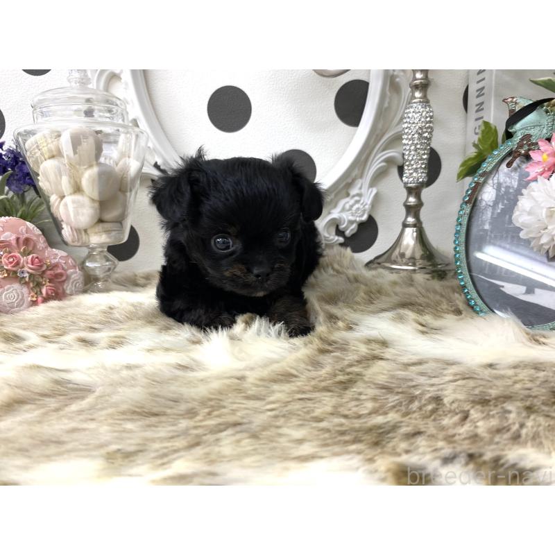 販売中の京都府のミックス犬-422929の4枚目