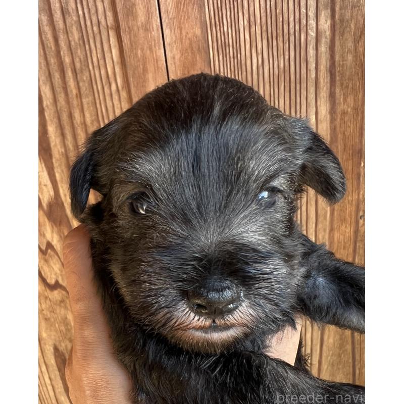 販売中の三重県のミニチュアシュナウザー-422916の3枚目