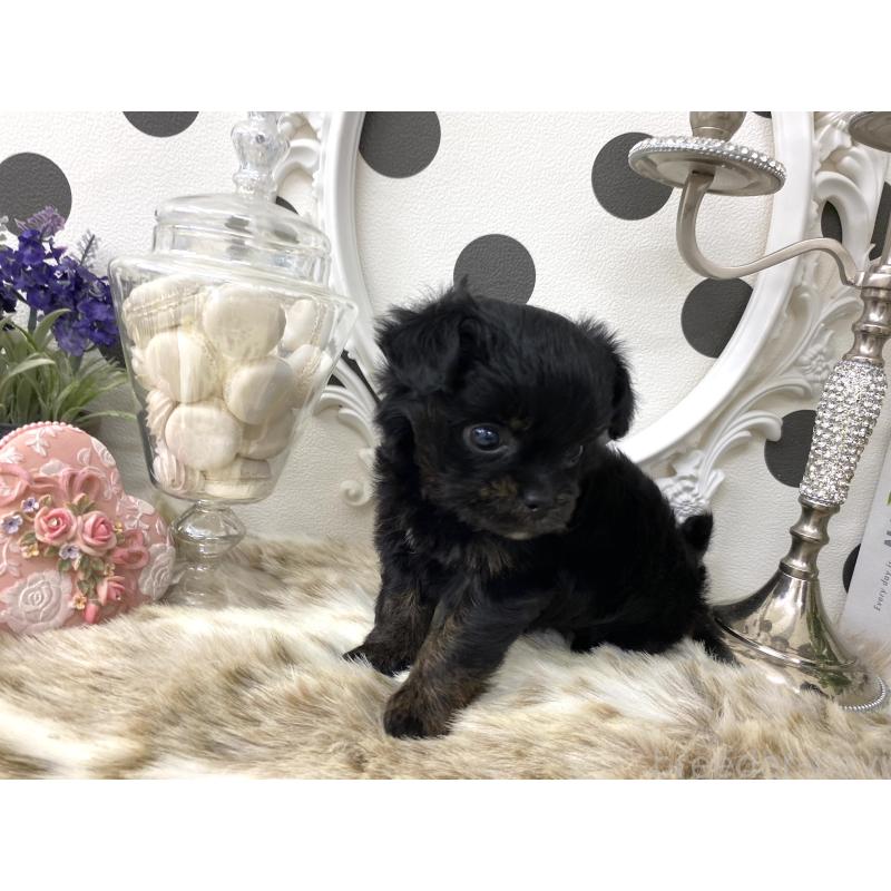 販売中の京都府のミックス犬-422929の3枚目